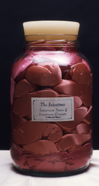 intestines